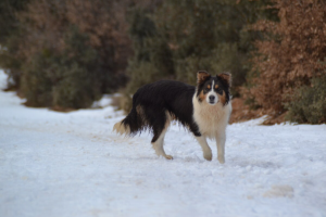Tricolor Border Collie standing in snow showing black, white and tan coat pattern