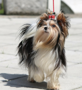 Biewer Yorkshire Terrier with long flowing tricolor coat and red bow standing on pavement