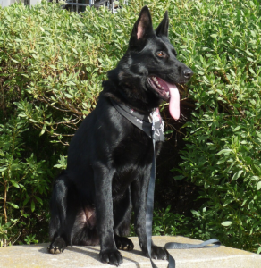 Solid black German Shepherd dog sitting outdoors with alert expression, erect ears, and tongue out against green foliage background