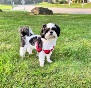 Black and white Shih Tzu wearing red harness standing on grass lawn