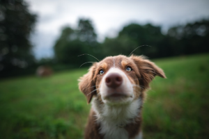 Close-up of red and white Border Collie puppy with blue eyes looking up at camera in grassy field