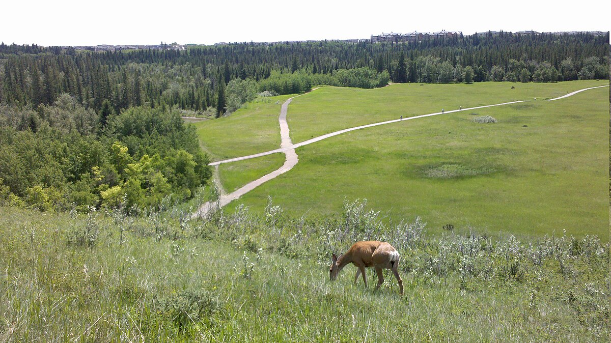 Fish Creek Park Calgary peaceful trail winding through natural forest landscape