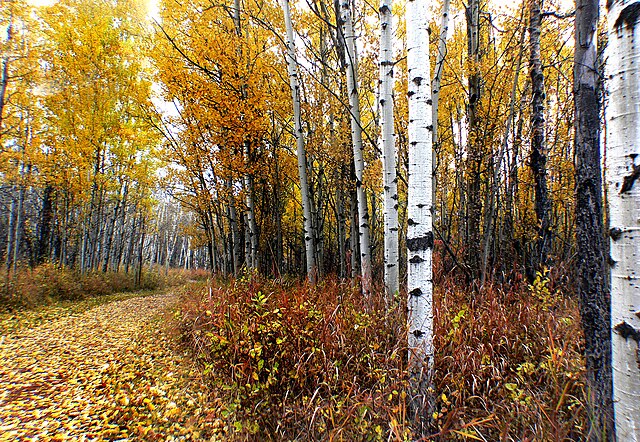 Fish Creek Provincial Park Calgary scenic pathway through lush green forest with visitors enjoying nature trails