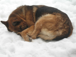 German Shepherd dog curled up resting in snow showing classic tan and black saddle coat pattern