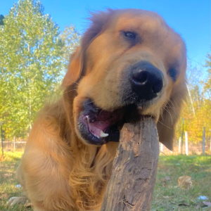Golden Retriever carrying large stick demonstrating natural retrieving instincts at Calgary dog park