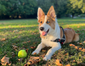 Border Collie with distinctive red and white coat lying on grass with tennis ball and harness in Calgary park during autumn