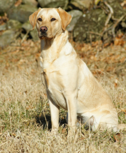 Yellow Labrador Retriever sitting outdoors at Calgary dog park on sunny day