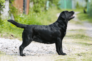 Black Labrador Retriever standing on gravel path at Calgary dog park showing breed standard profile