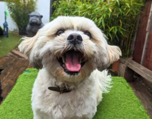 Happy Shih Tzu with mouth open showing friendly personality in backyard setting