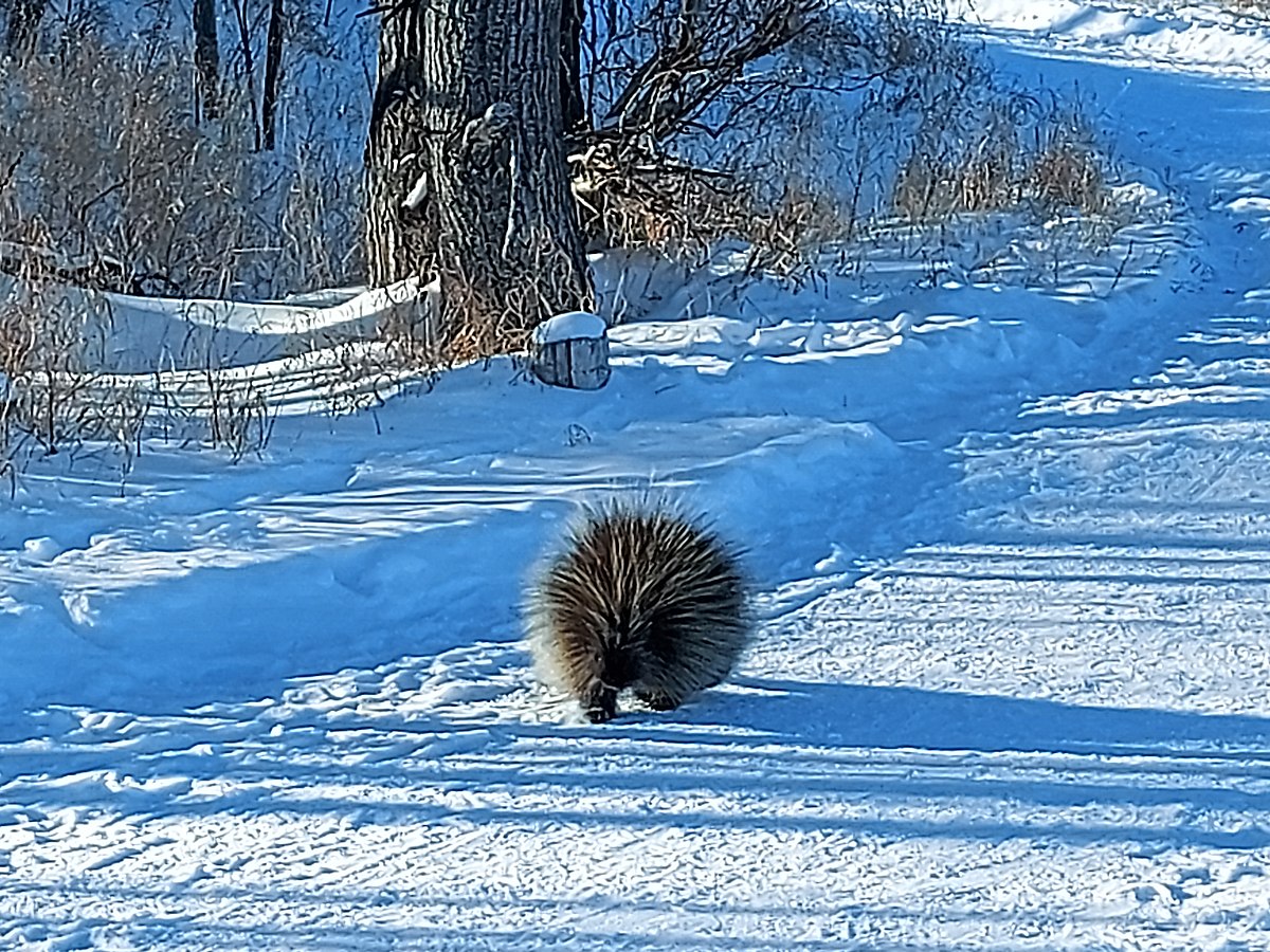 Porcupine in Fish Creek Provincial Park - one of the wildlife species visitors may encounter on trails