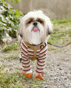 Shih Tzu wearing striped dog clothing on outdoor walk showing breed's small size