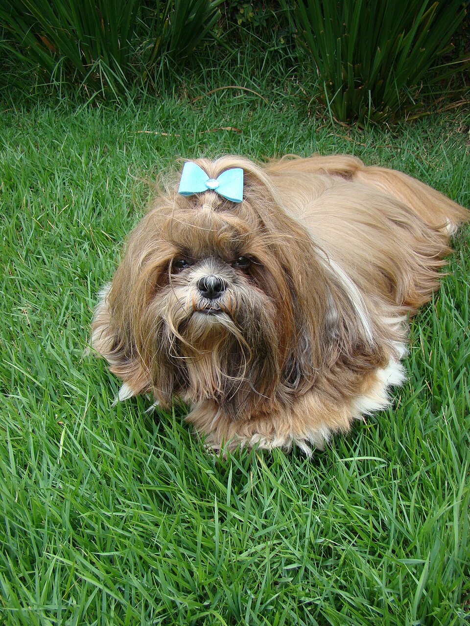 Shih Tzu dog with golden brown coat and blue bow sitting on green grass