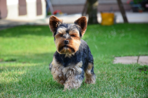 Yorkshire Terrier with short trimmed coat sitting on grass in a Calgary dog park