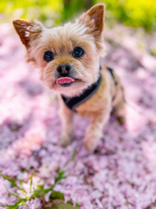 Yorkshire Terrier with short tan coat wearing black harness sitting among pink cherry blossom petals