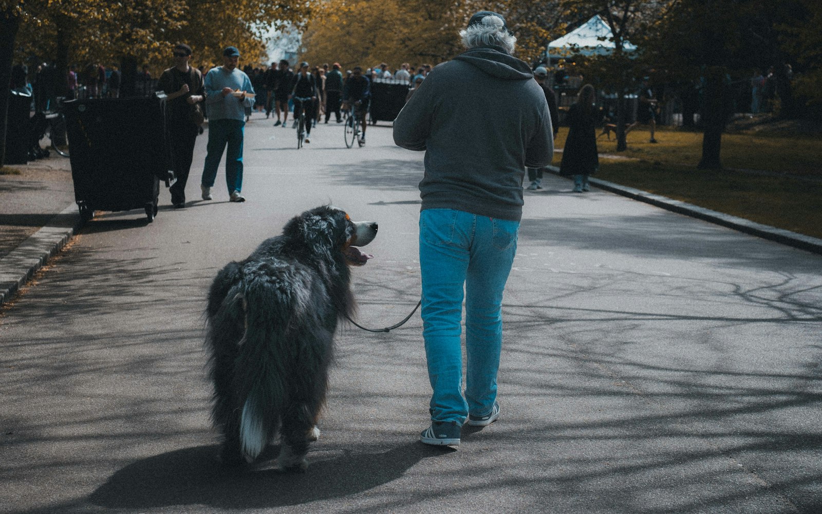 Calgary Dog Bylaws 2026 — 5 Rules Every Dog Owner Must Know