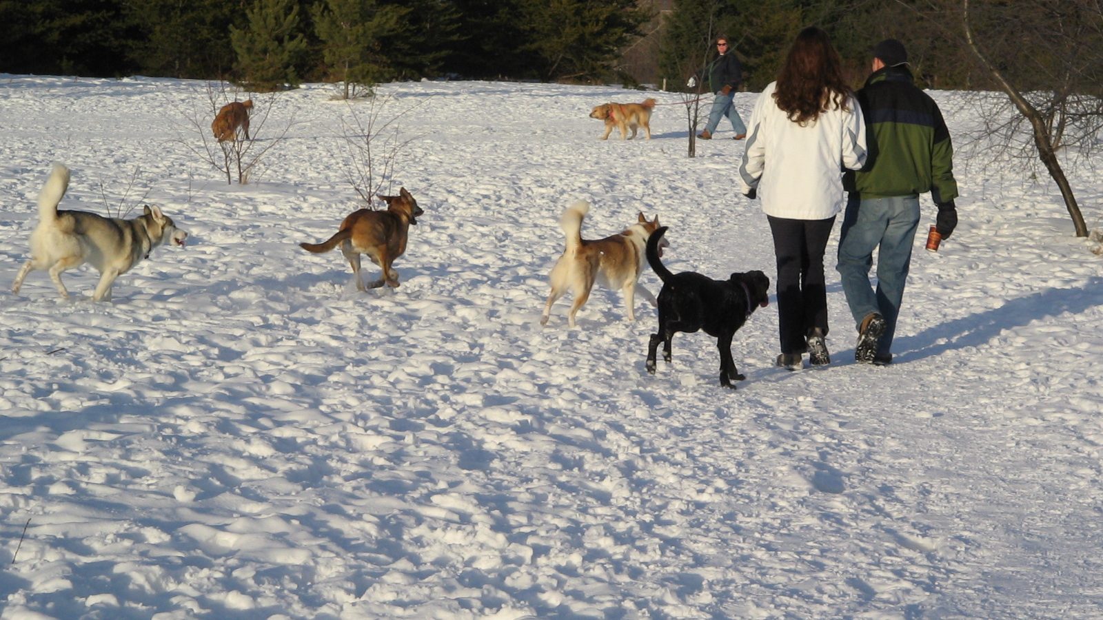 Dogs playing off-leash in a snow-covered dog park