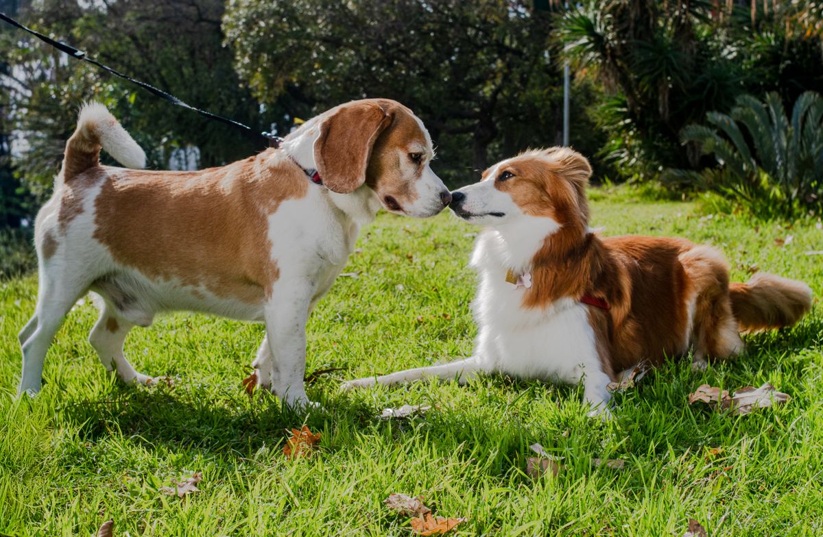 Taking Your Dog to a Calgary Off-Leash Park for the First Time — 10 Tips