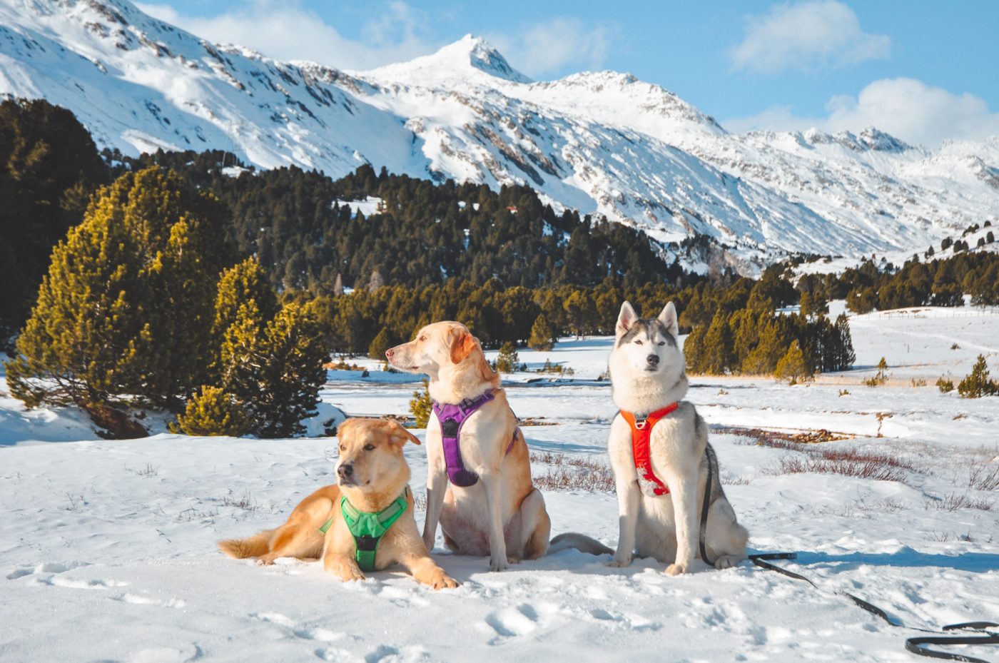 How to Prepare Your Dog for a Calgary Winter