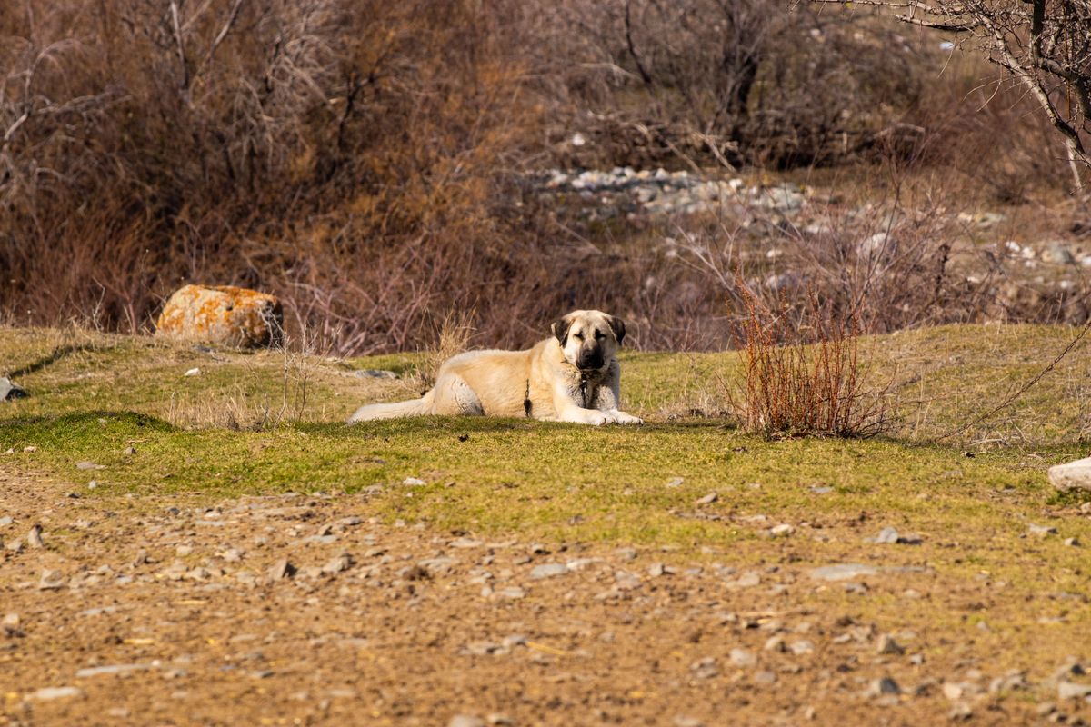 Nose Hill Park with Your Dog — What You Need to Know