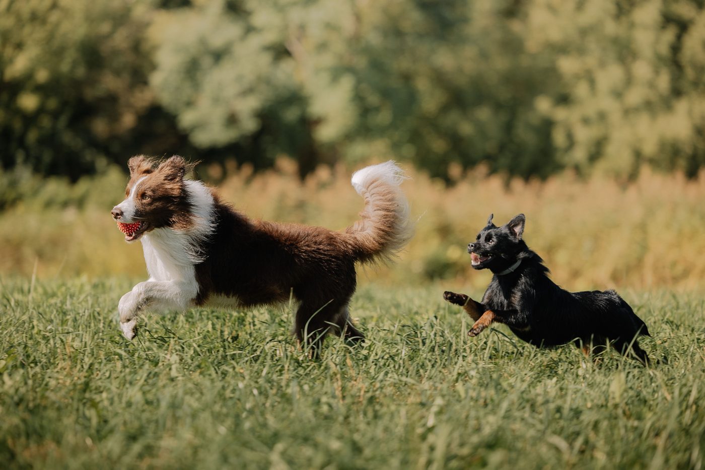 Top 5 Calgary Dog Parks for Summer 2026