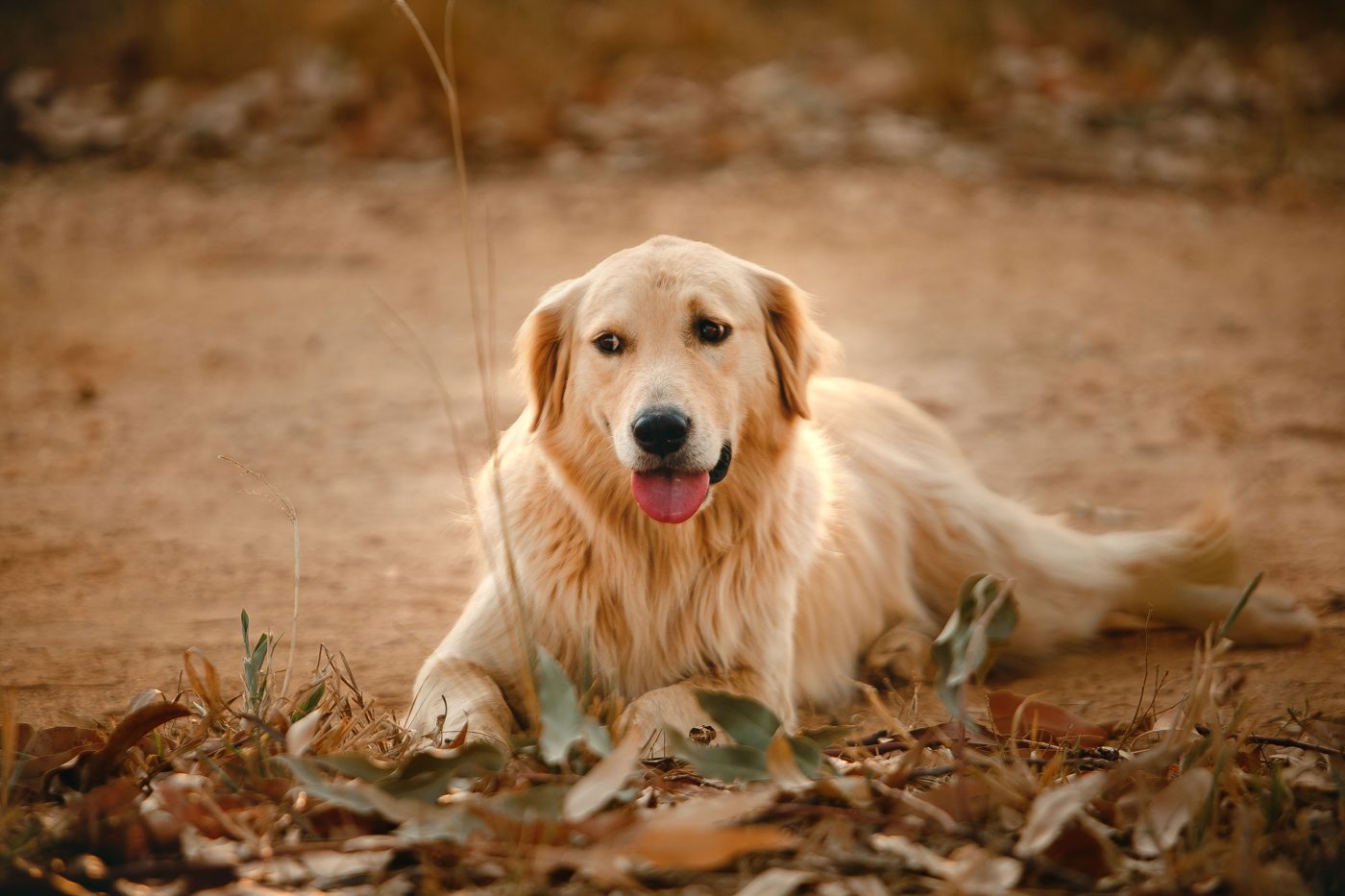 Golden Retriever in Calgary