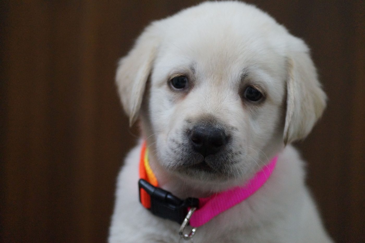 Labrador Retriever in Calgary