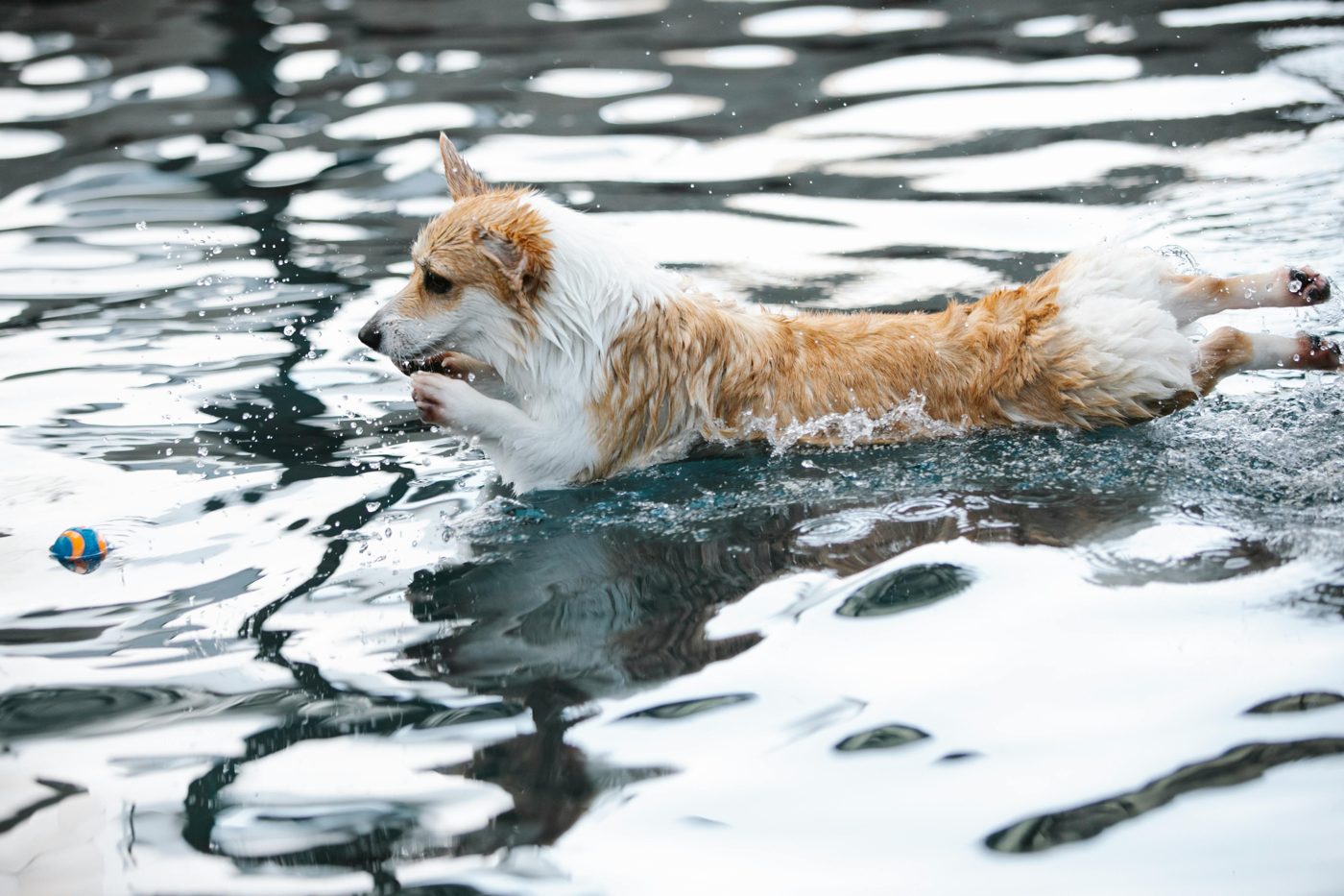 Best Automatic Dog Feeders & Water Dispensers Canada 2026
