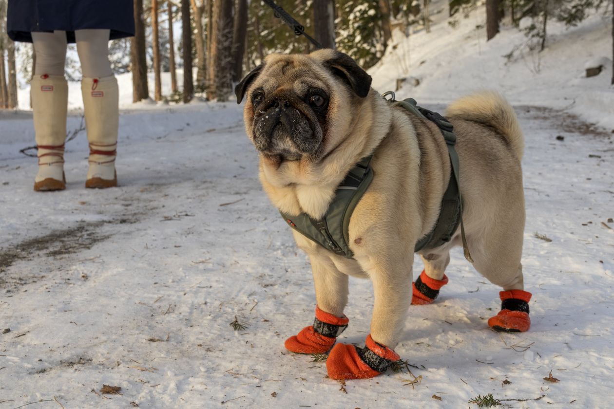 Best Dog Boots for Calgary Winters 2026 — Tested in -25°C
