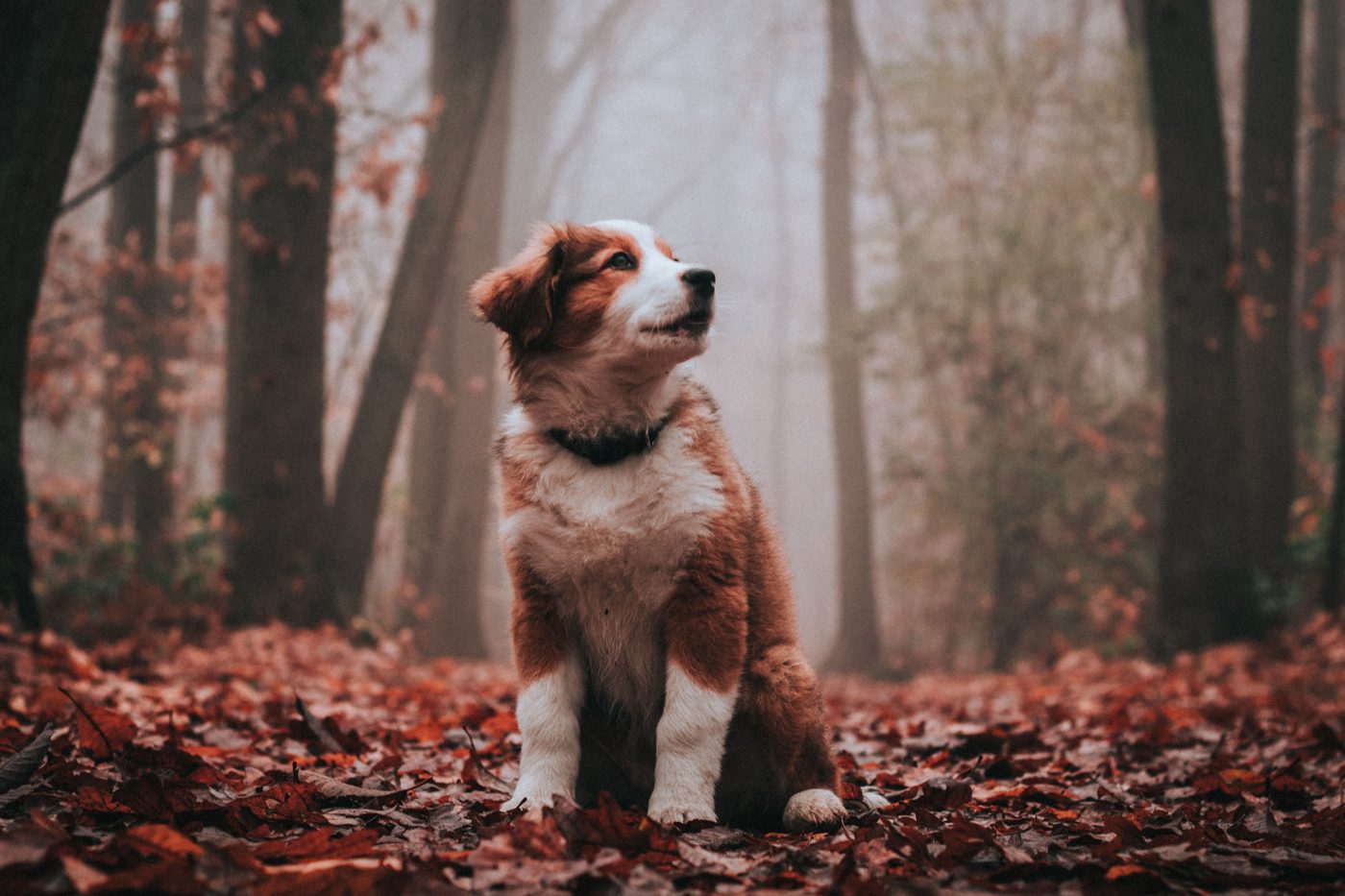 Fall Safety & Preparation Guide for Calgary Dogs