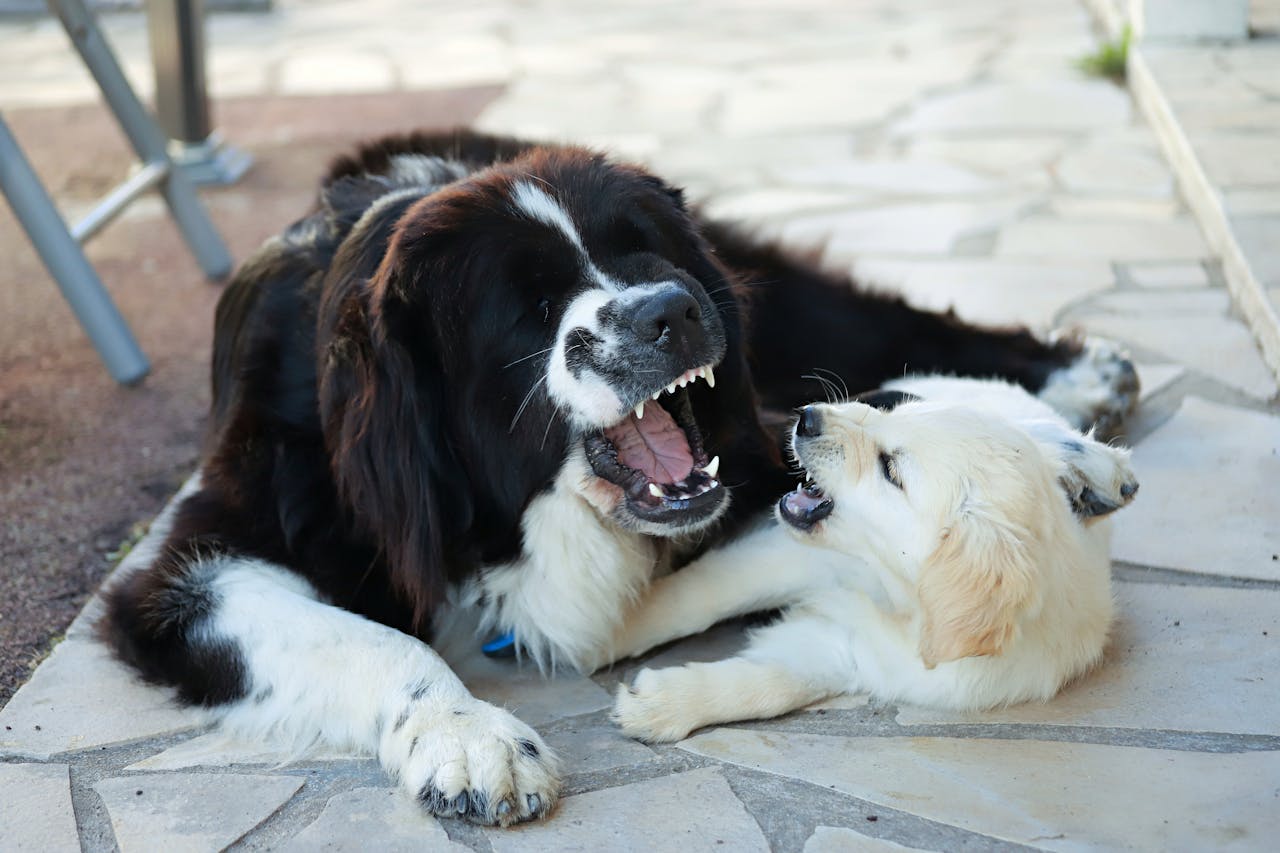 Ultimate Calgary Off-Leash Dog Park Guide 2026