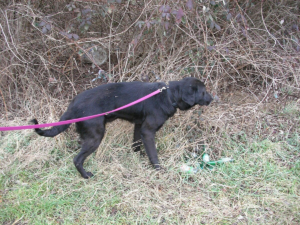 Black Labrador Retriever on pink leash exploring natural ground cover at Calgary dog park