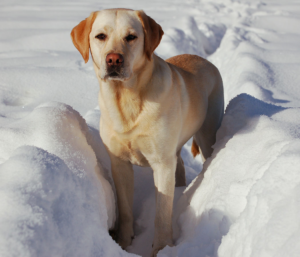 Yellow Labrador Retriever standing in deep snow at Calgary off leash dog park during winter