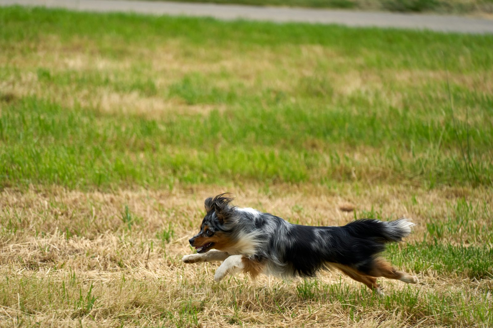 Albert Park Radisson Heights Off-Leash Area off-leash dog park Calgary
