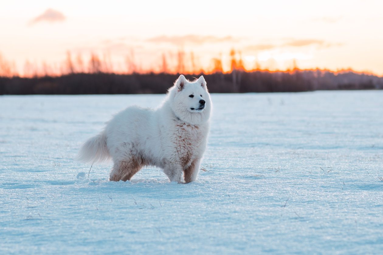 Edgemont Area #1 Off-Leash Dog Park off-leash dog park Calgary