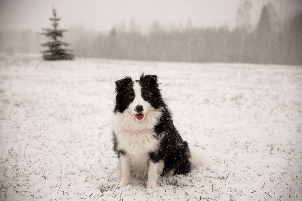 Edgemont Area #2 Off-Leash Dog Park off-leash dog park Calgary