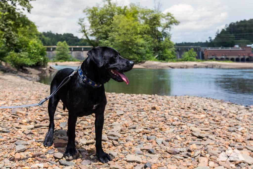 Harvey Passage Park off-leash dog park in Calgary