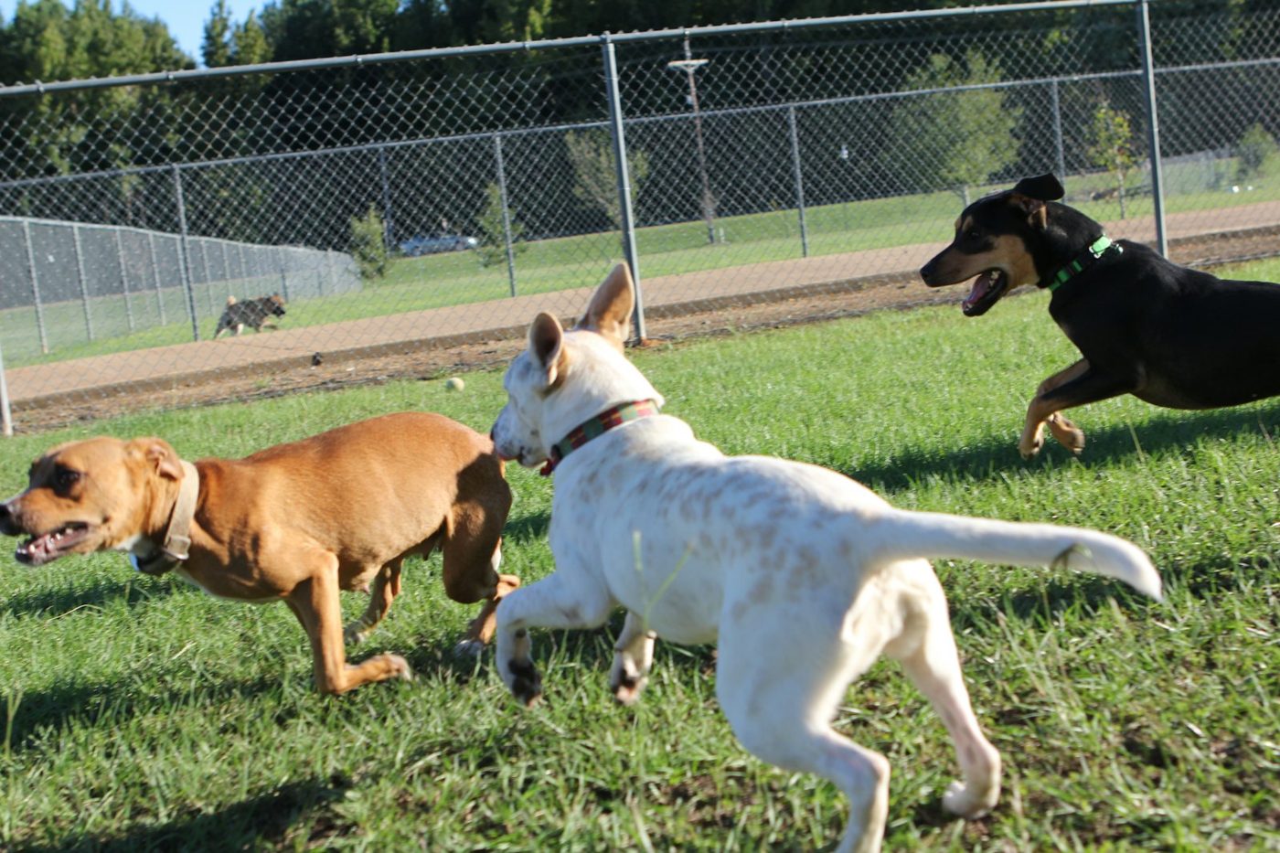 Queensland Off-Leash Dog Park off-leash dog park Calgary