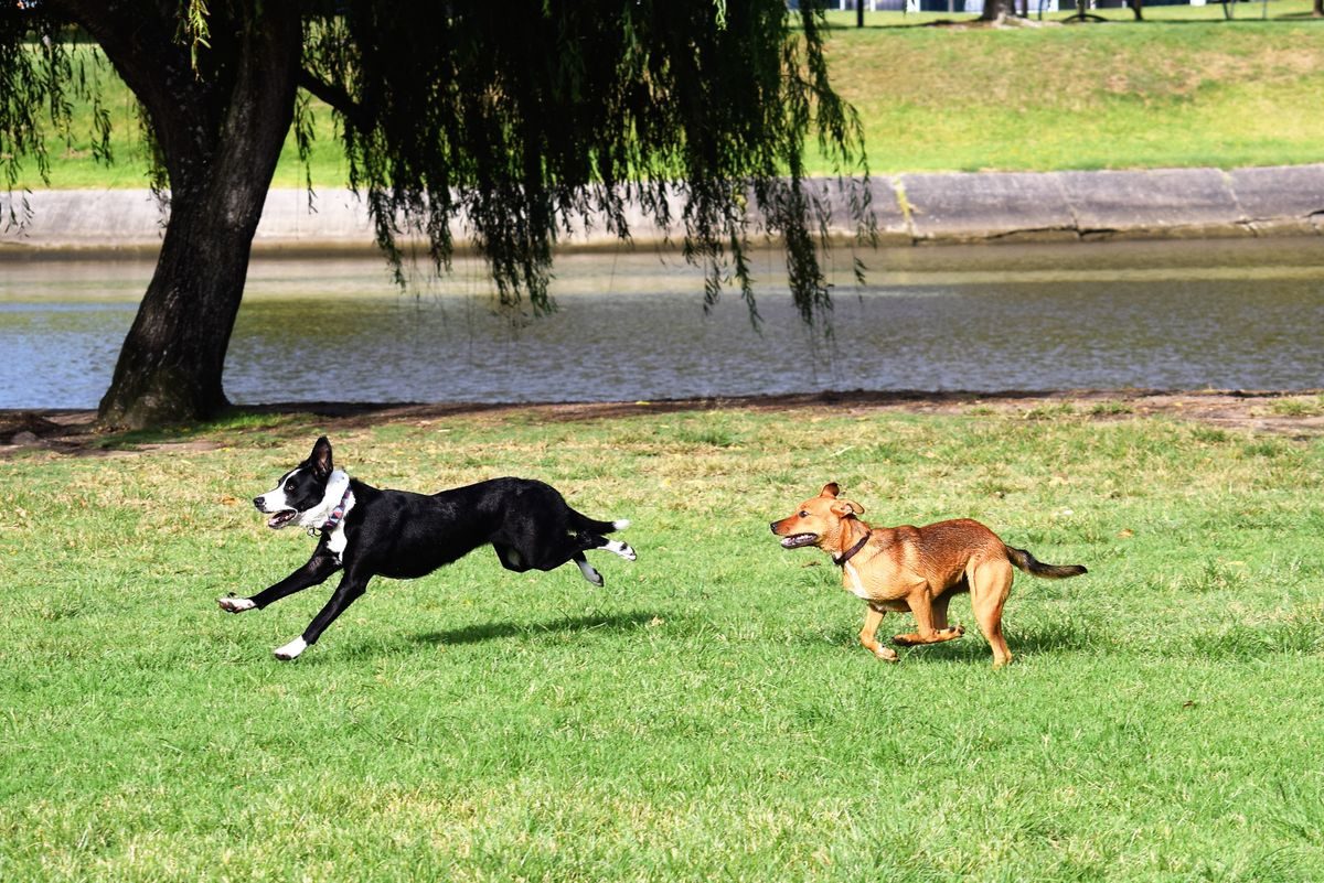 Renfrew Off-Leash Park off-leash dog park Calgary