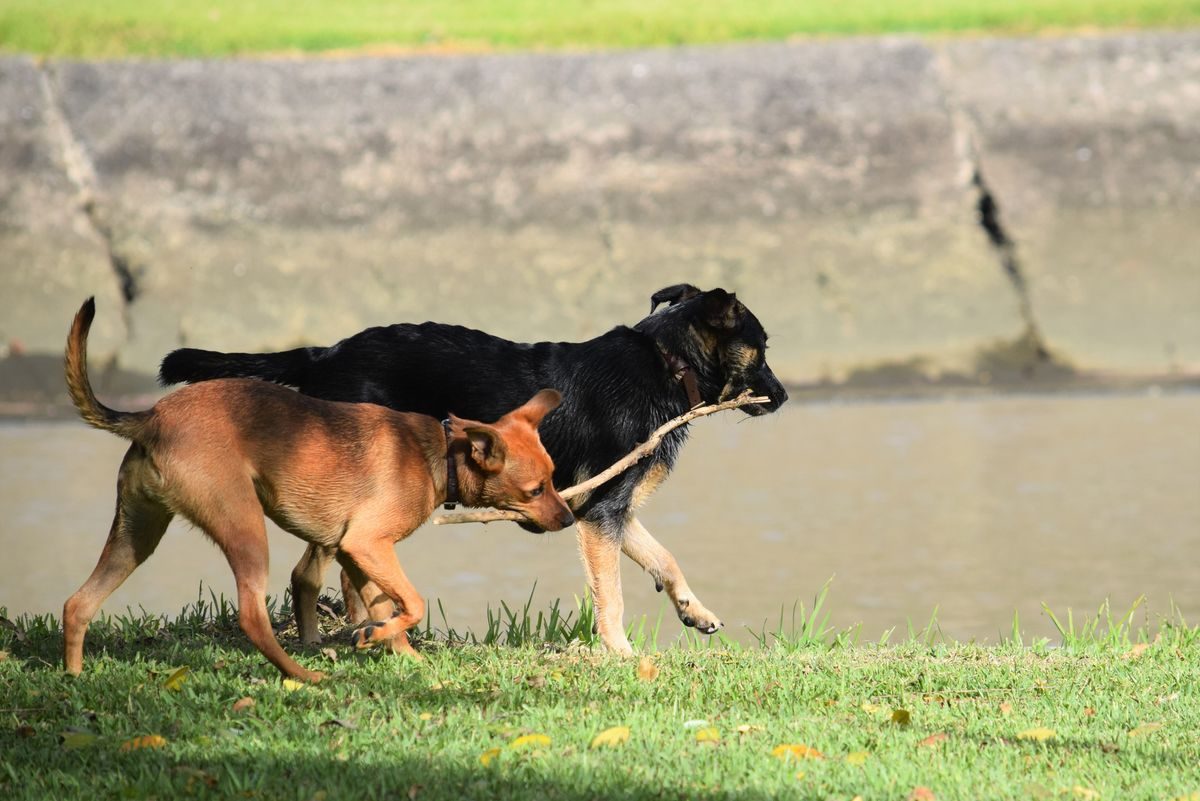 Roxboro Off-Leash off-leash dog park Calgary