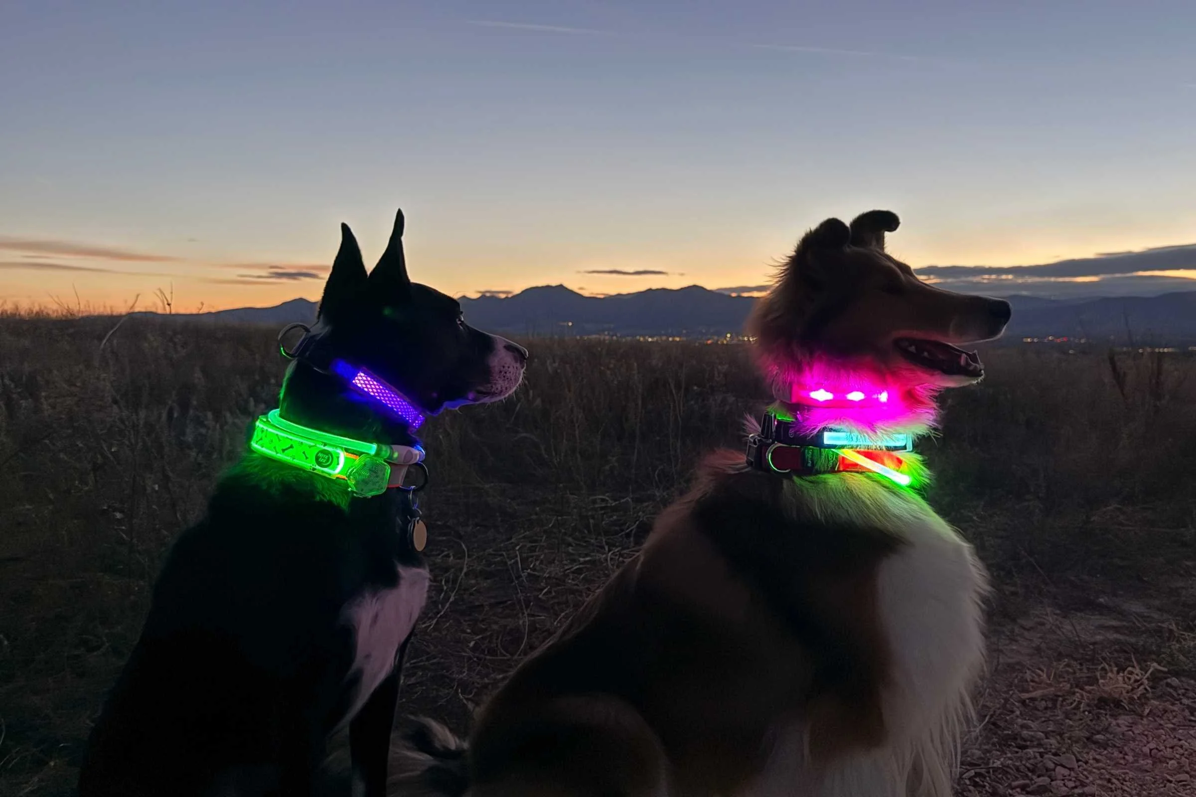 Dog Apparel & Accessories