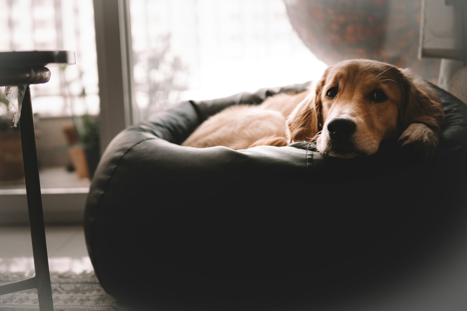 Dog Beds & Furniture
