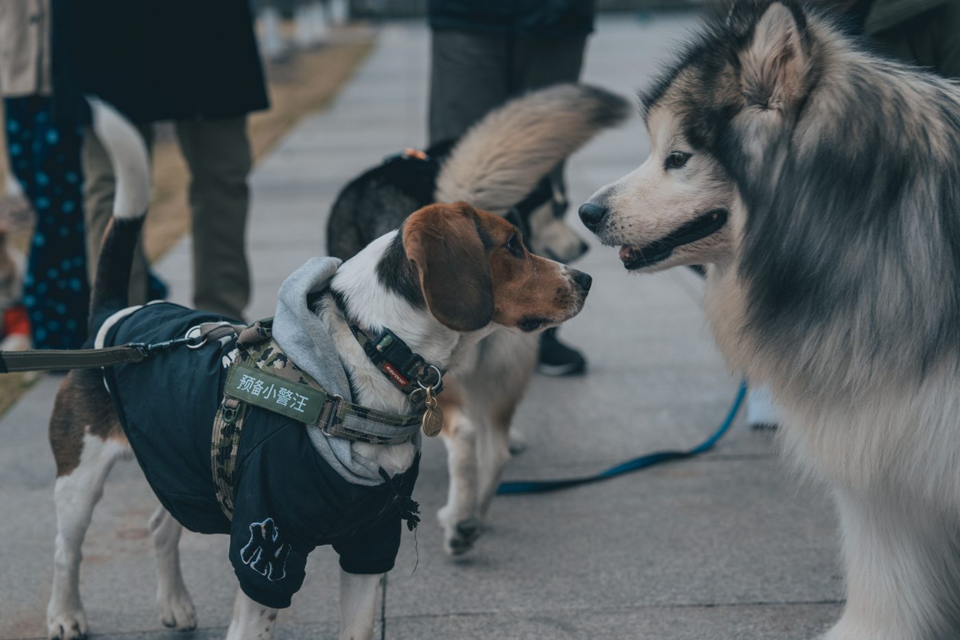 Dog Collars, Harnesses & Leashes