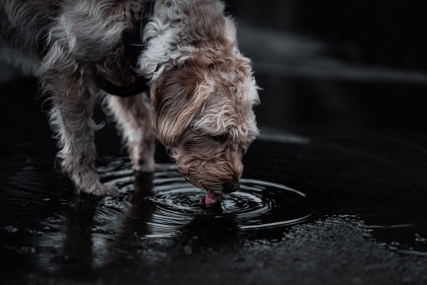 Feeding & Watering