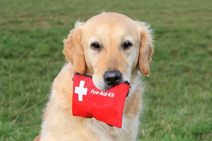 Dog Health Supplies