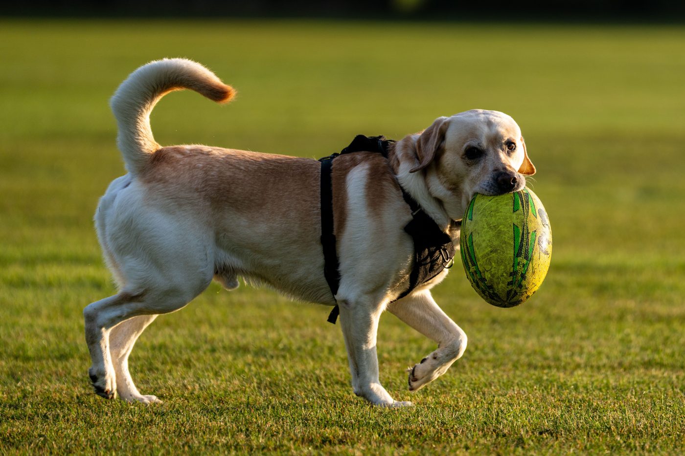 Dog Toys